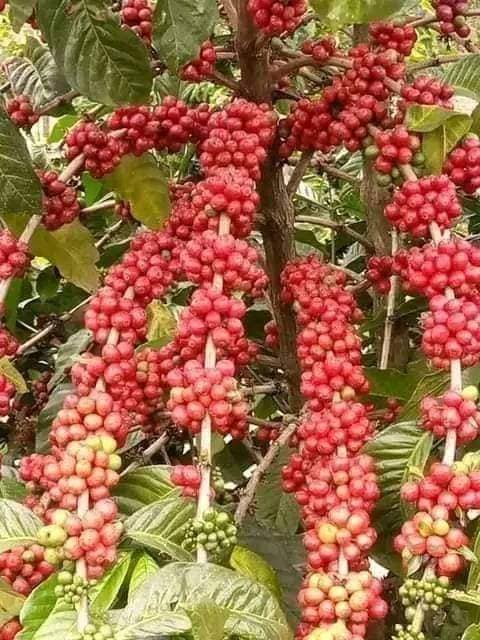 Albert KUNIHIRA tweet media