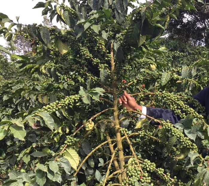 Albert KUNIHIRA tweet media