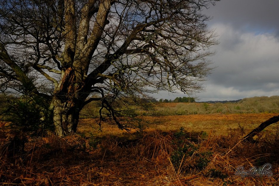 SamWlandscapes's tweet image. Clearing clouds in the New Forest yesterday, really felt like a spring day #NewForest #Landscapes