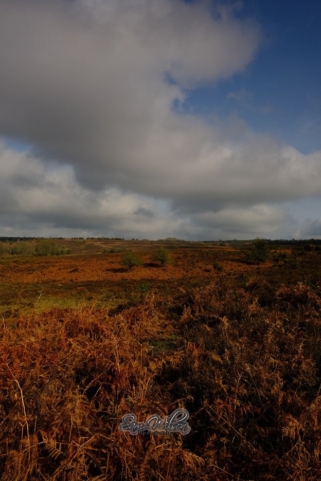 SamWlandscapes's tweet image. Clearing clouds in the New Forest yesterday, really felt like a spring day #NewForest #Landscapes