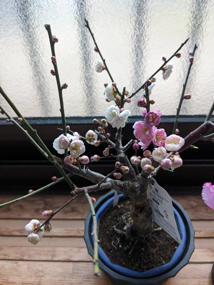 ebcluv7777's tweet photo. 我が家の梅が咲きました🌸 https://t.co/10KonKqVPN