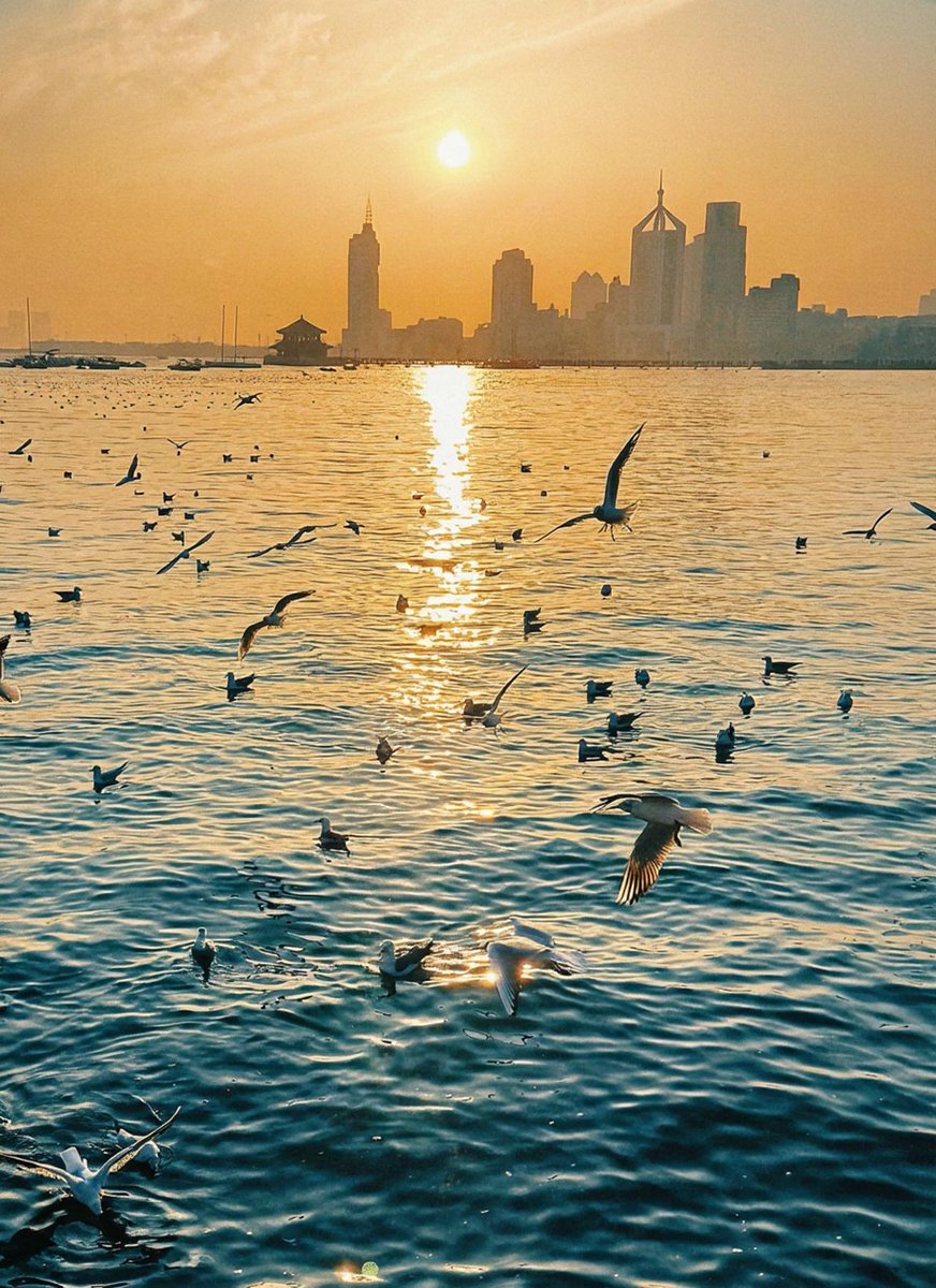 mourong3's tweet photo. 夕阳，海鸥，海浪
生活总会慢慢变好，加油我的朋友！
#海鸥 #海浪 #青岛 https://t.co/VSTro6fnUp