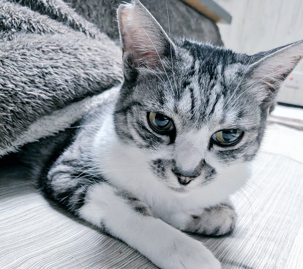にゃんと、ちょこっとメンタルと。泉野晶代 tweet media