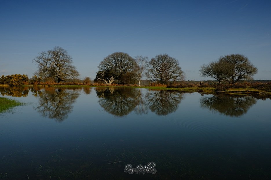 SamWlandscapes's tweet image. Clear blue reflection at Bratley view pond #NewForest #landscapephotography