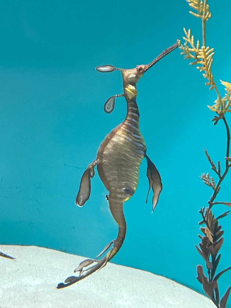 Post by メイプルズママ on X: 美しい✨️