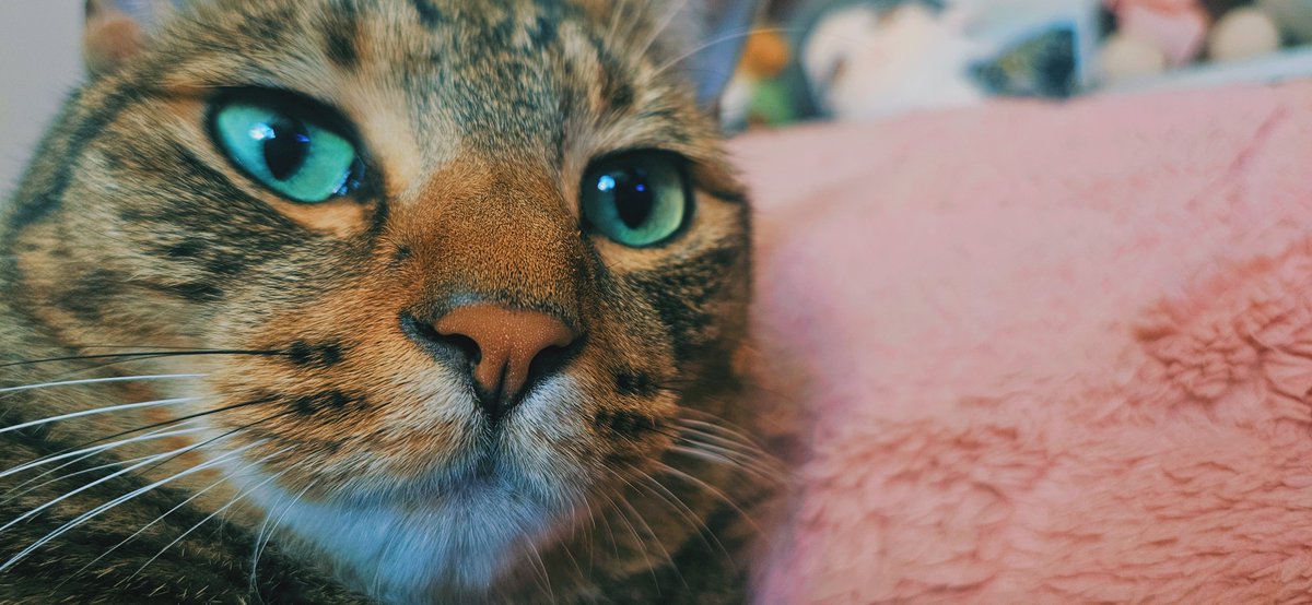 용이와 별이와 겨울 tweet media