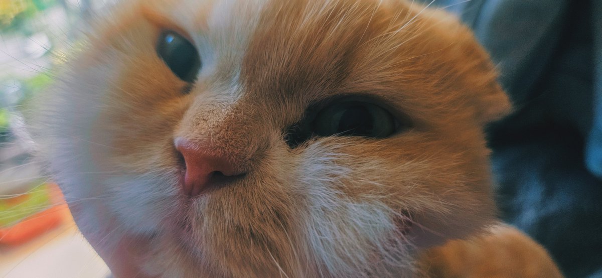 용이와 별이와 겨울 tweet media