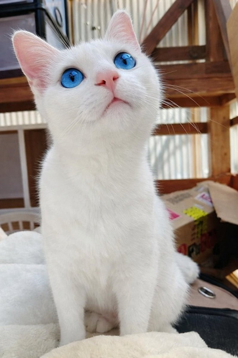 ANGEL |parody| ♡ tweet media