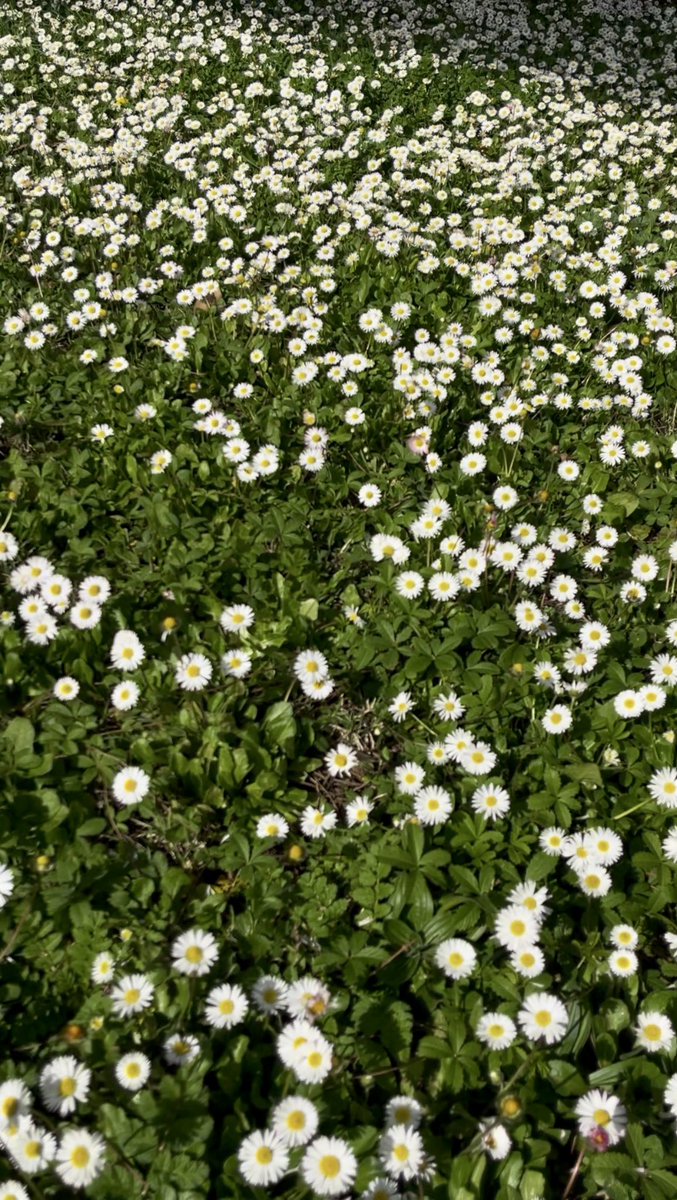biscottinobooks's tweet photo. The first daisies of the year…a prelude to springtime. So beautiful and dainty 🌼

#springtime #daisies #gorgeousday https://t.co/mAuppVtlEt