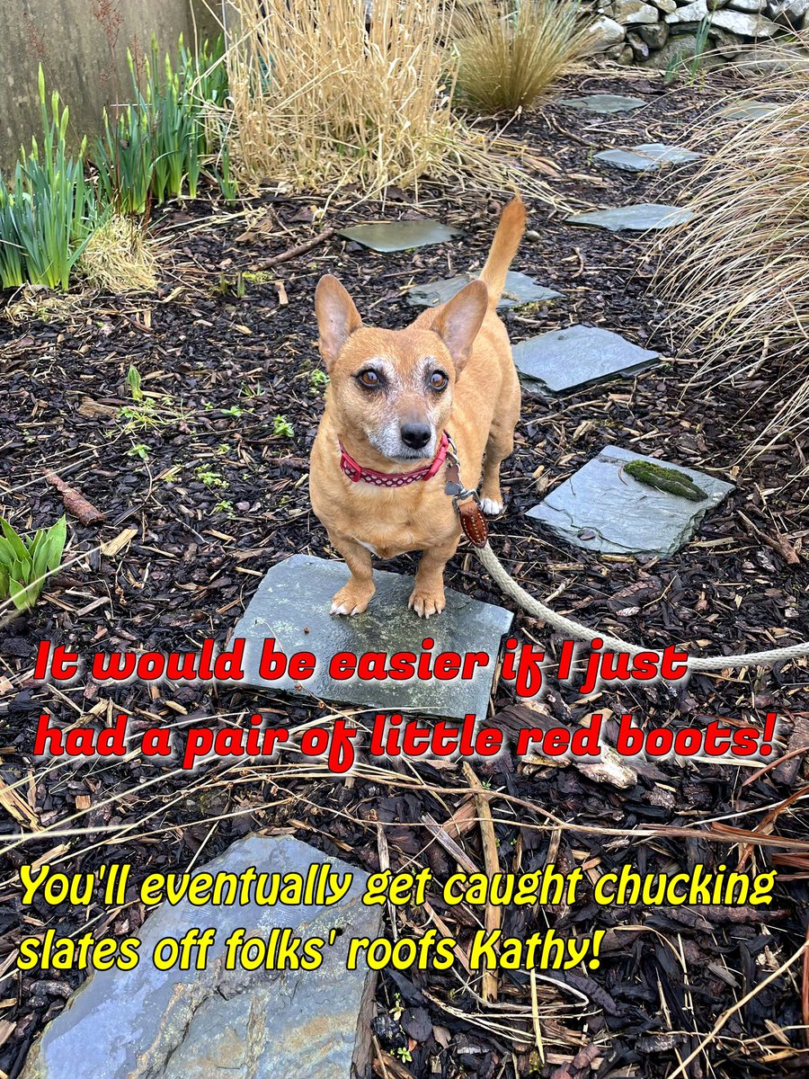 welovedonegal's tweet image. #RubyBeag #dogs #Donegal .