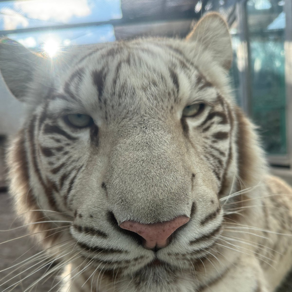 太陽のティアラをつけた
ツキちゃん