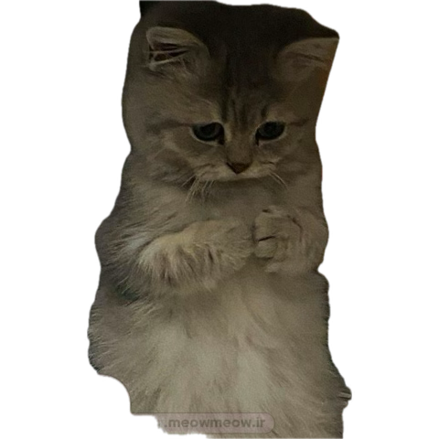 قـَمه کِش tweet media