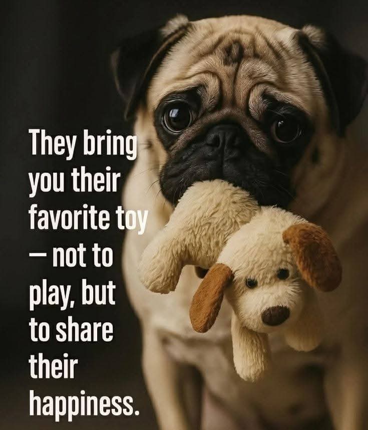 PugCommunity11's tweet photo. https://t.co/jtet4fQx8q