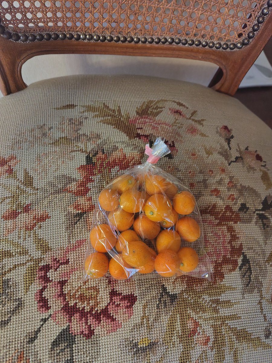 #きんかん
#有機
#GrosaORGANIC
最近のお気に入りのキンカン。そのまま口にポイと入れ、食べるのが一番。酸味、甘味のバランスがとても良いです。もしかすると、ブリとキンカンのカルパッチョにすると合いそうかも。今日は、良さげブリがなかったので次回、作ります。