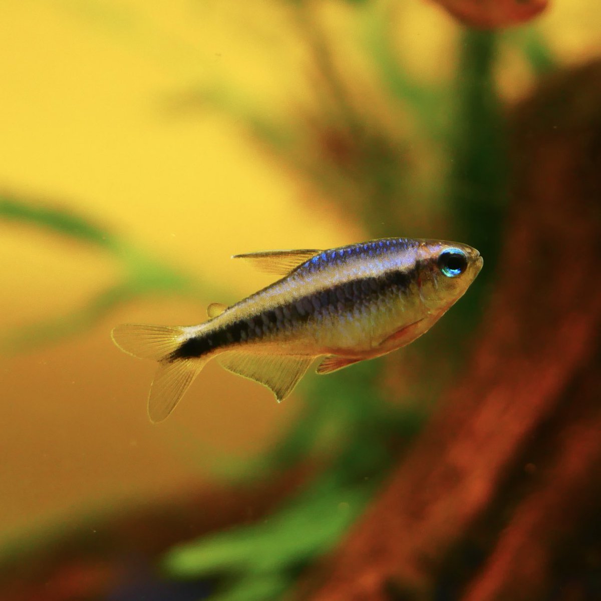 ブルーデビルテトラ
一見地味な感じがするんだけど、体側のメラメラした青と、胸鰭・腹鰭の飴色がかった感じが、、、至高、乾杯🍻

#飼育してほしい