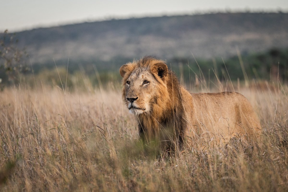 Loisaba Conservancy tweet media