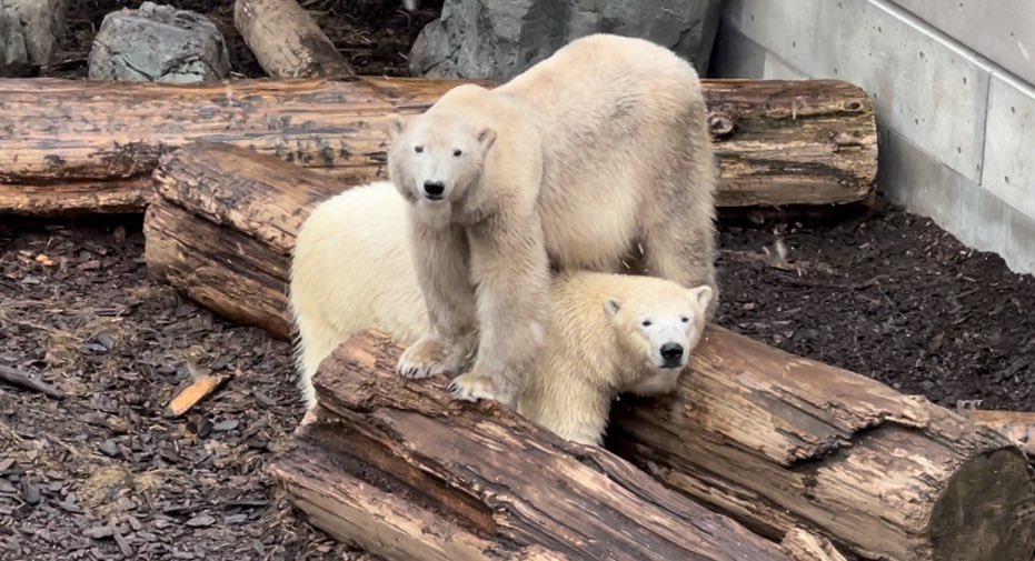 3年前の2/26はGAOでのフブキのお別れ会でした
#男鹿水族館
#GAO
#ホッキョクグマ
#フブキ
#ユキ