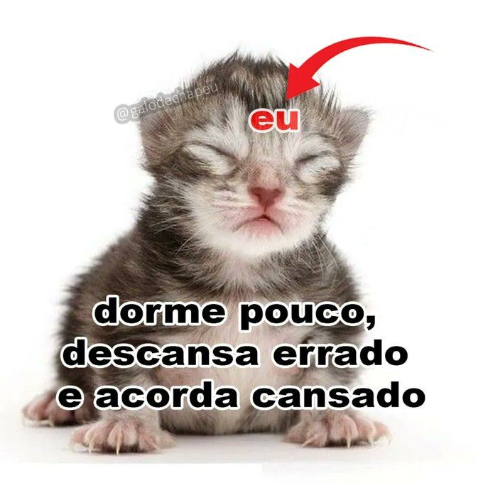 perfil dedicado a gatinhos e peitos tweet media