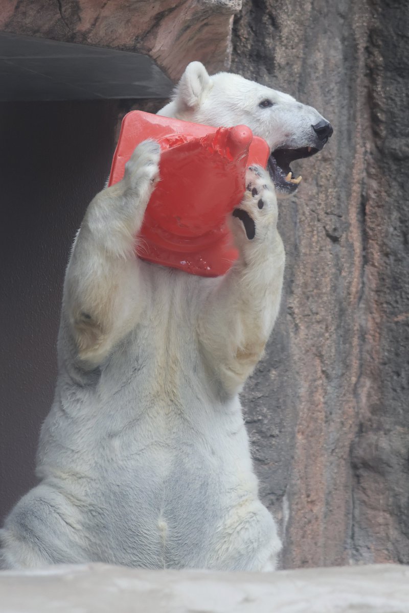 お気に入りのおもちゃ❤️

2026.2.22
＃バニラ ＃ホッキョクグマ
＃日本平動物園