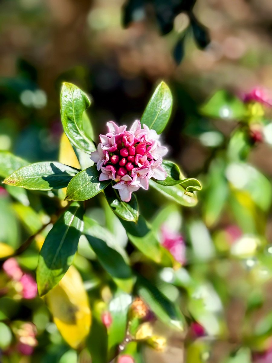 こんばんは♪ 今年も沈丁花咲きました✤ 新しくお迎えしたジャスミンと