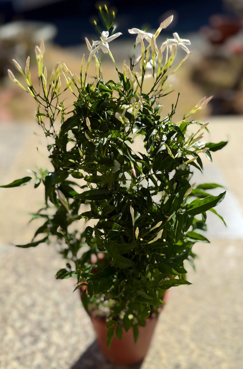 こんばんは♪ 今年も沈丁花咲きました✤ 新しくお迎えしたジャスミンと