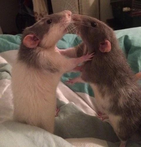 LegalizeRats's tweet photo. GAY RATS ✨️ https://t.co/MriL3tZ3WX