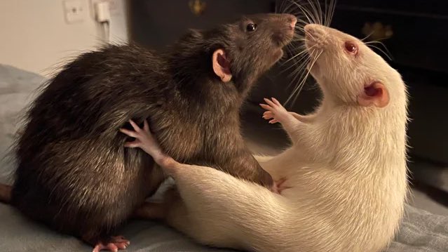 GAY RATS ✨️
