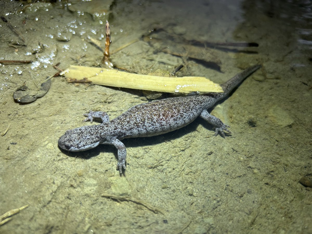 野生人 tweet media