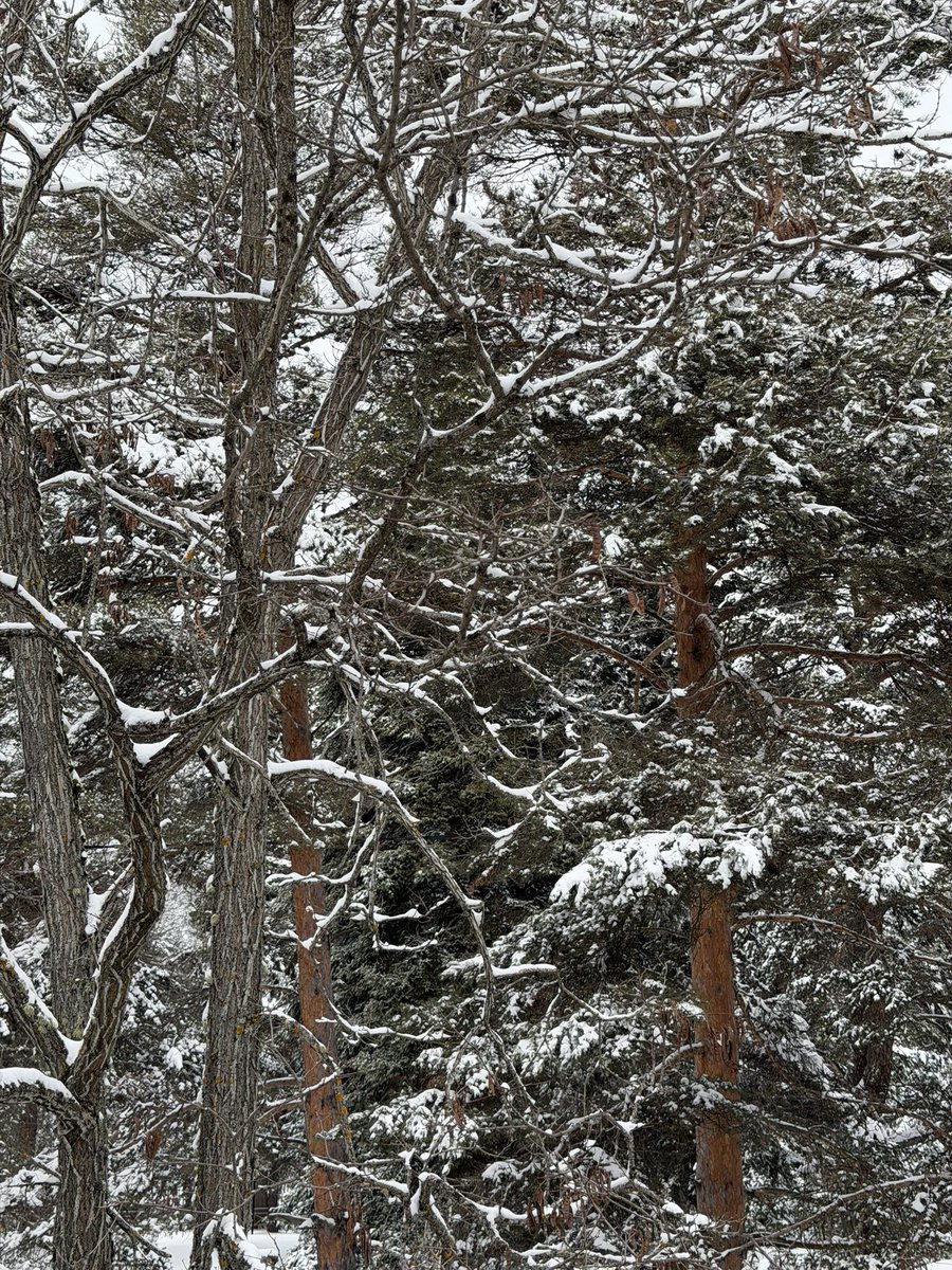 Emin Yoğurtcuoğlu tweet media