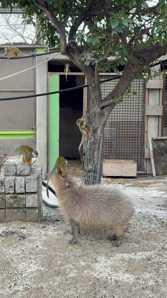 カピバラの僕(しもべ) tweet media