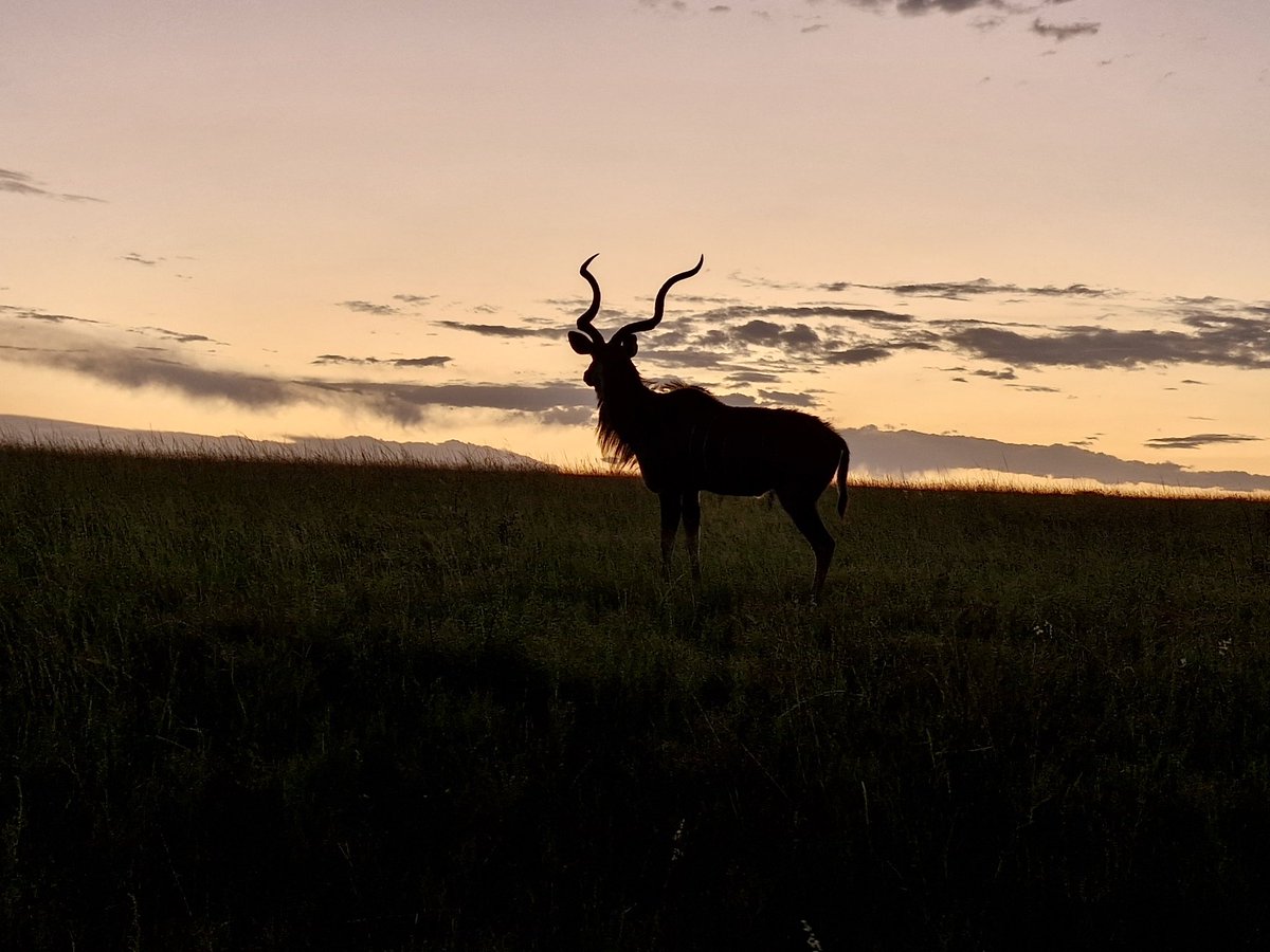NambitiReserve's tweet photo. Golden hour in Nambiti — where silhouettes tell their own stories.
A kudu bull pauses against the fading light, a quiet reminder of the wild rhythms that unfold long after the sun dips below the horizon.

📸 @nolsinator 

#Nambiti #KuduSilhouette #BushveldMagic #WildlifeMoments https://t.co/jpUmundZH9