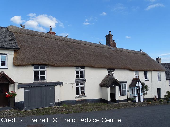 Thatch Advice Centre tweet media