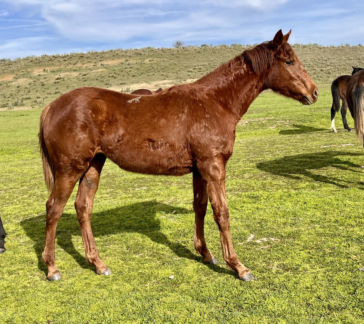 Yeguada 7 Iglesias tweet media