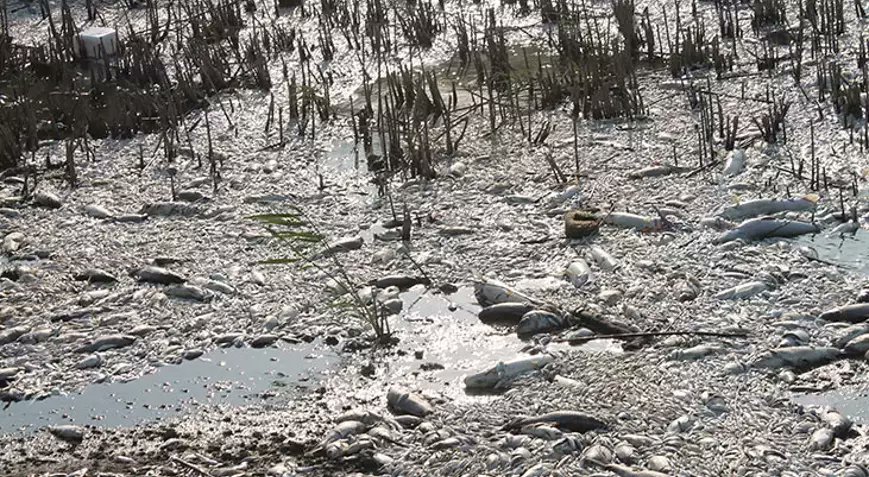 Meriç Albay tweet media