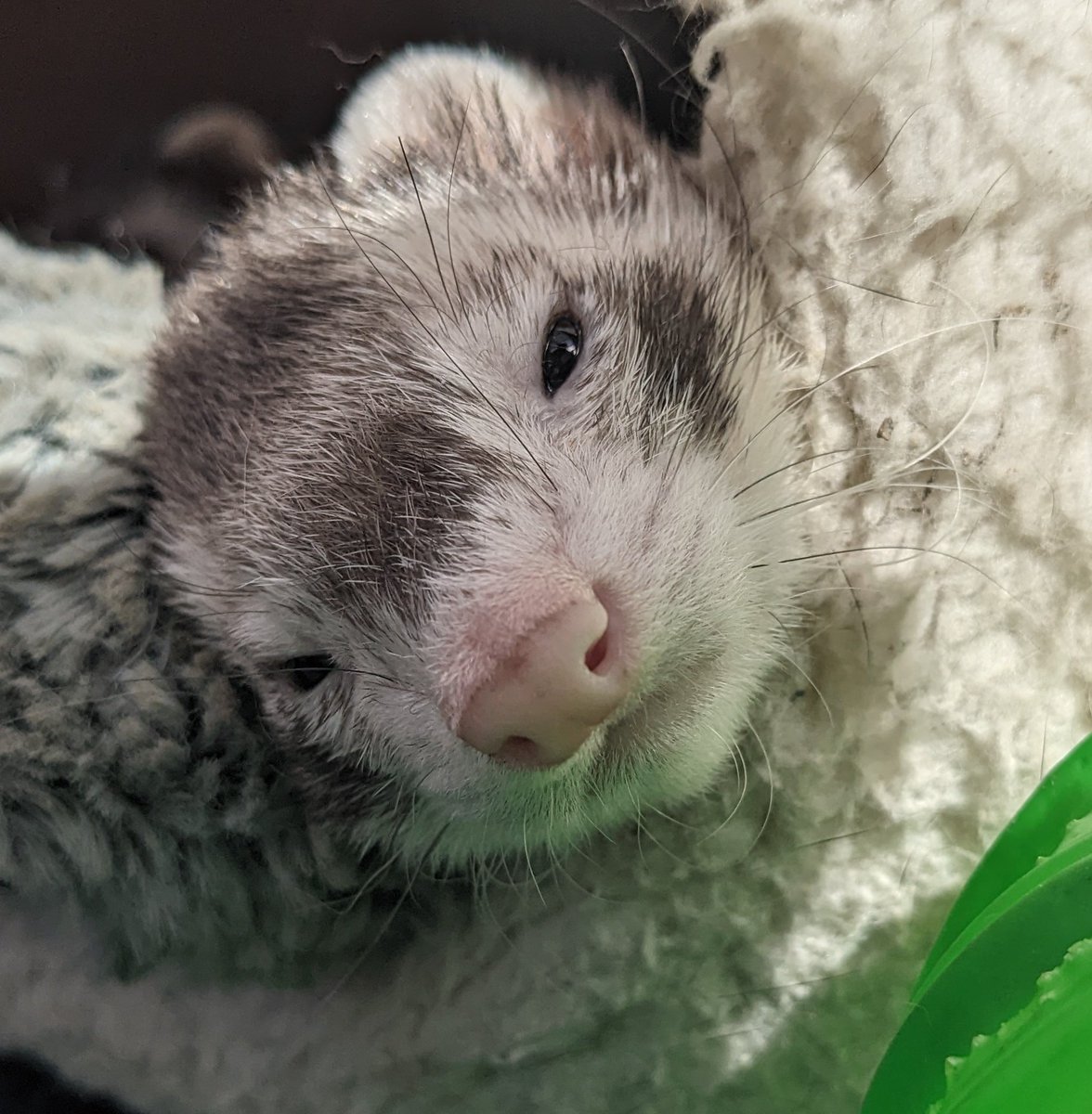 Ferret Every Hour (@ferretperhour) on Twitter photo 