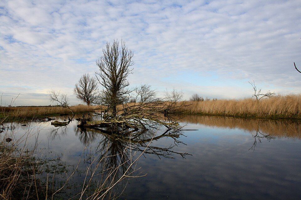 MAMBO Project tweet media