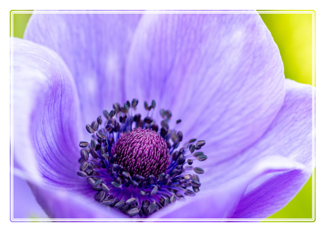 photos_dsmith's tweet photo. #Springtime #flowers such as this #windflower (#poppy) are a welcome sight in many #gardens and #parks after the #cold #winter months bringing some #vibrant colours for us to see and a #sweet #aroma for us to smell. #flowersphotography #flowerphotography #macrophotography #macro https://t.co/SD5LFXYL81