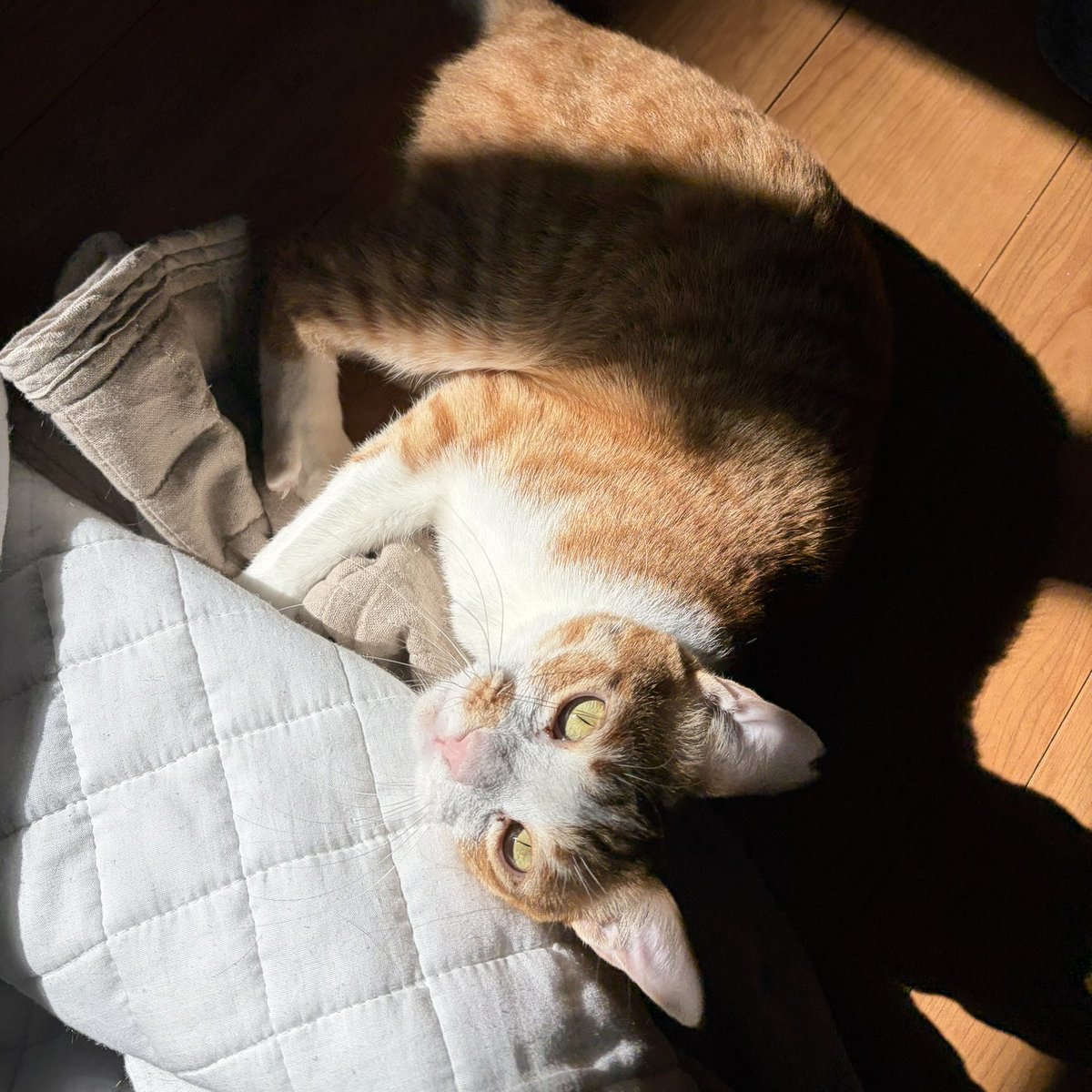 今日は良き日であった