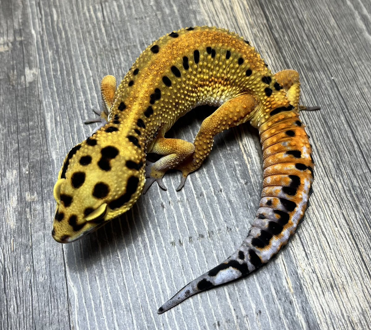 豹紋堂 nakasho (@hachu260303) / Posts / X