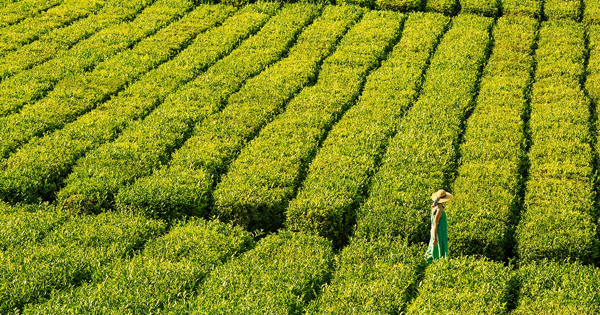 visitportugal's tweet image. A hot cup of #tea always tastes good in winter. On the #island of São Miguel in the #Azores, you can visit tea #plantations and follow the entire production process, from the green fields to your cup. 
+ info ➡️ hi.switchy.io/rP_Q
#VisitPortugal #Portugal