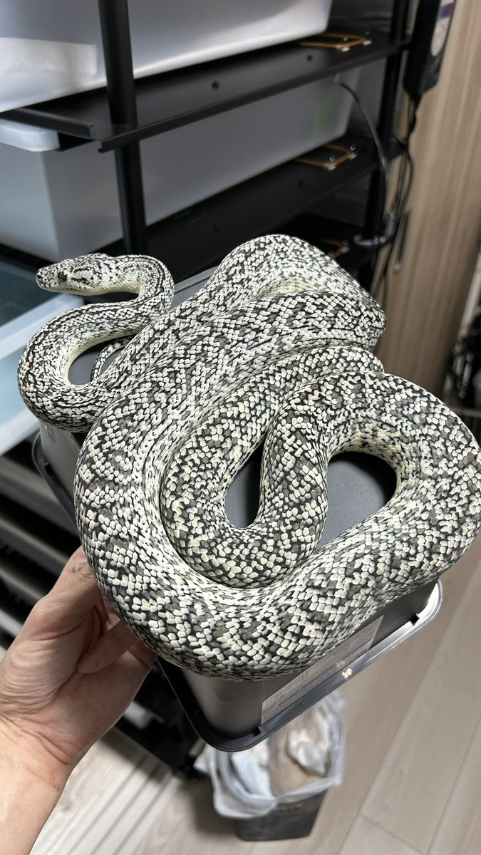 TN Pythons tweet media