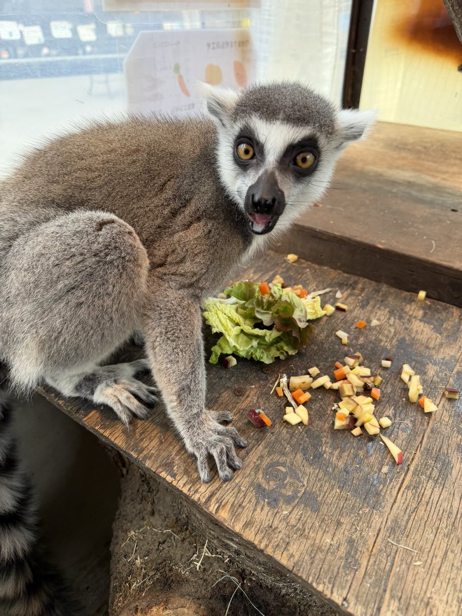 須坂市動物園【公式】 tweet media