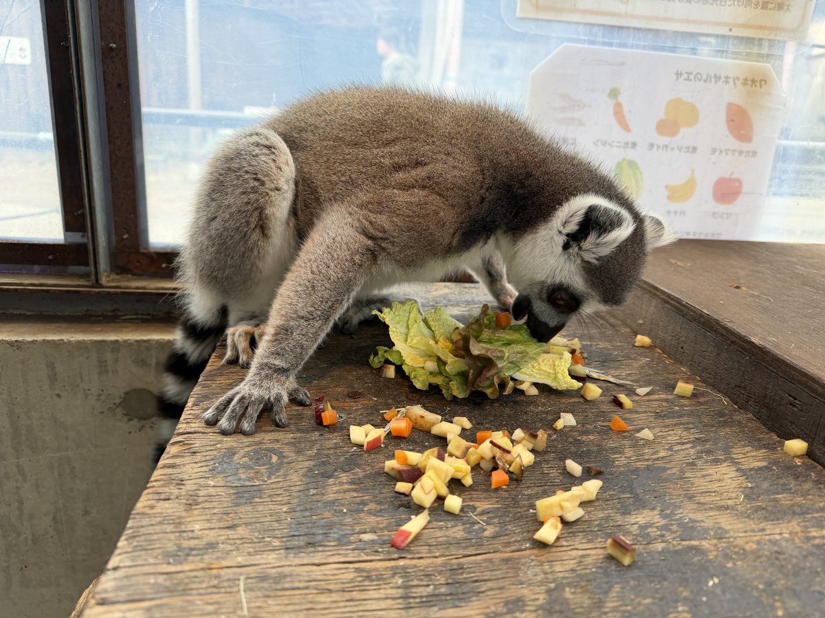 須坂市動物園【公式】 tweet media