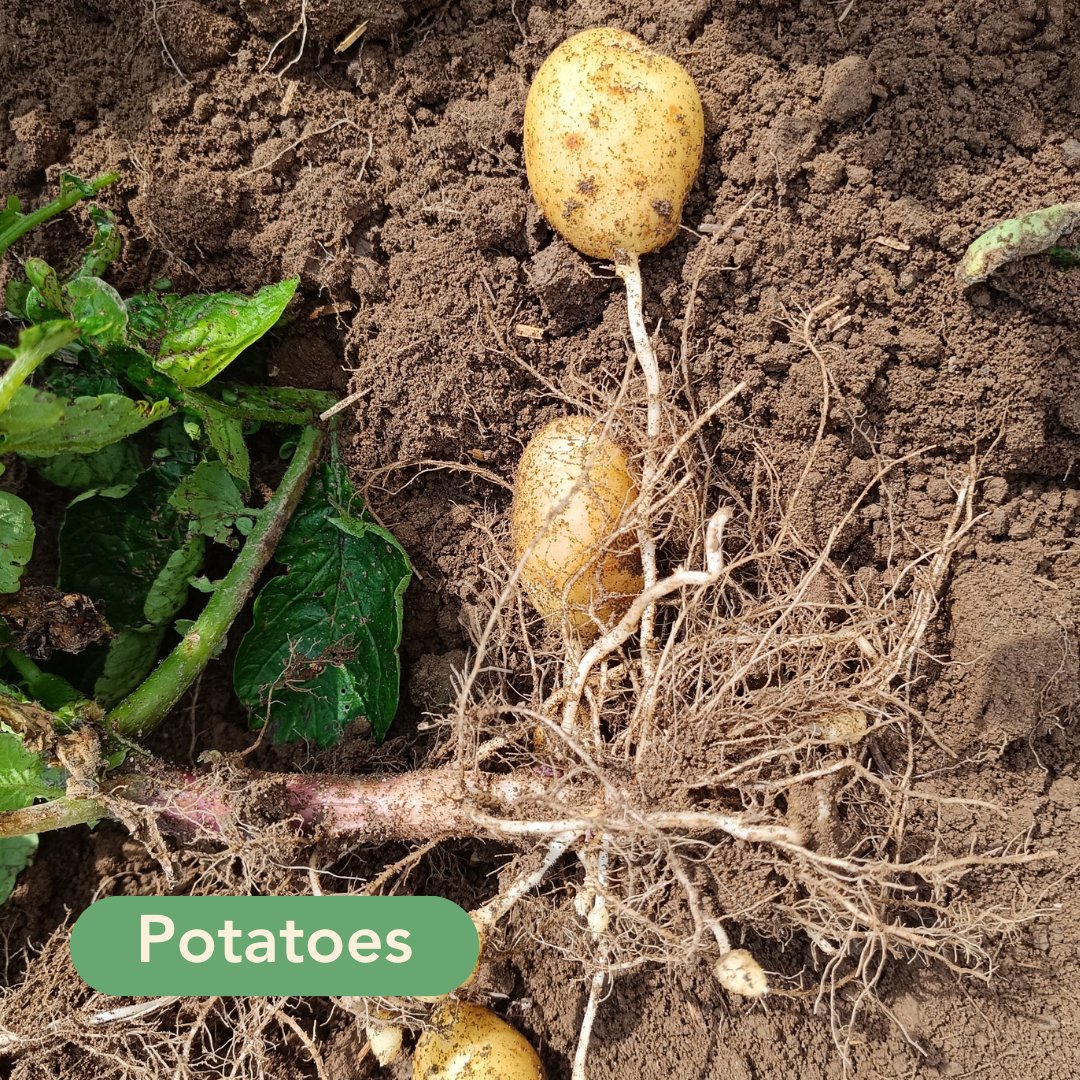 Root2Res tweet media