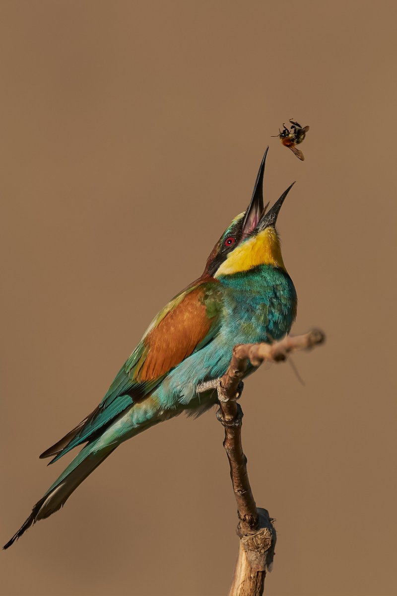 andreiprodan_'s tweet photo. European bee-eater - Merops apiaster

#birdwatching
#wildlifephotography 
#birding 
#danubedelta https://t.co/8ogV0J1roM