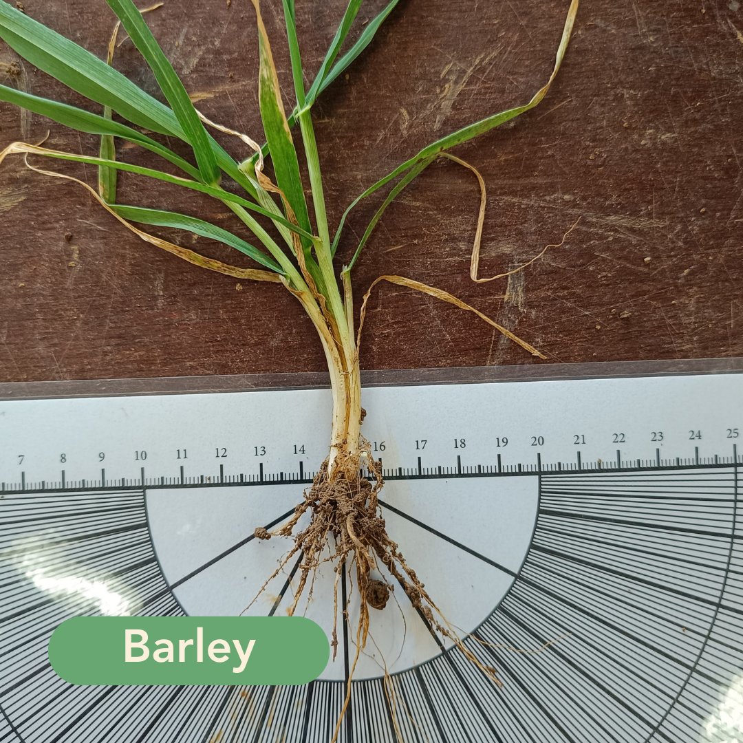 Root2Res tweet media