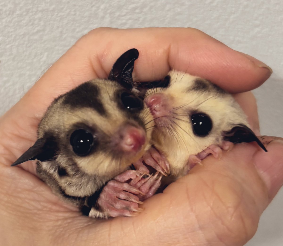 アニマルハウスももれっぷ tweet media