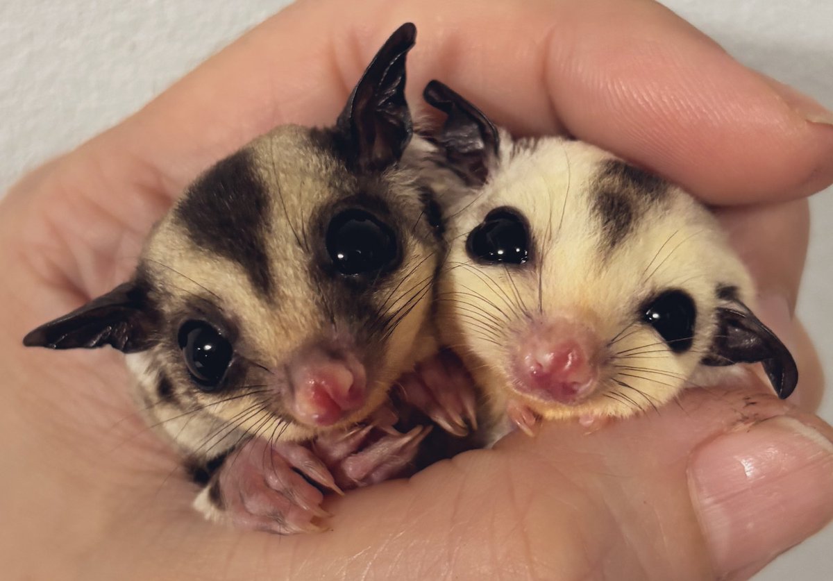 アニマルハウスももれっぷ tweet media