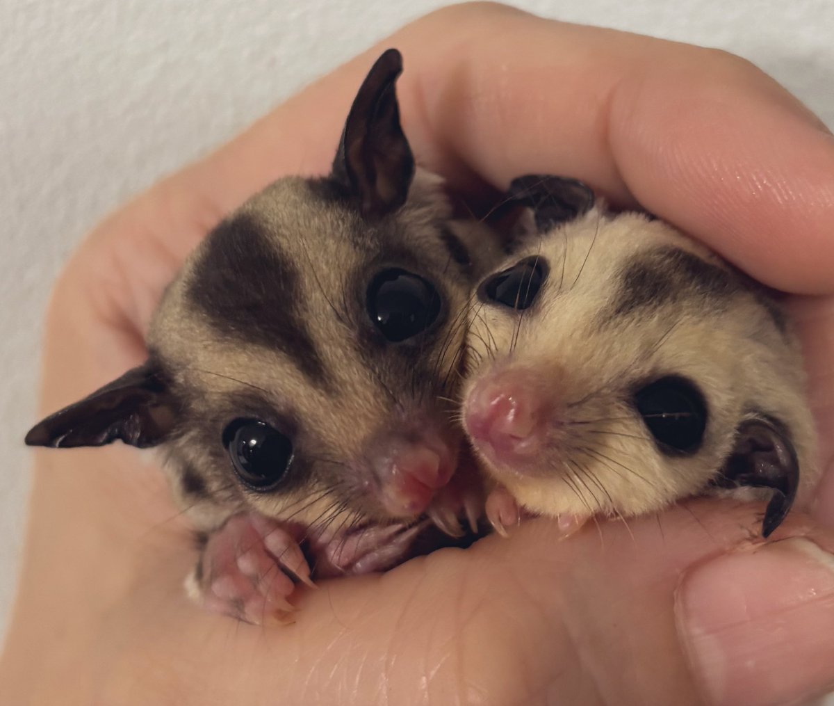 アニマルハウスももれっぷ tweet media