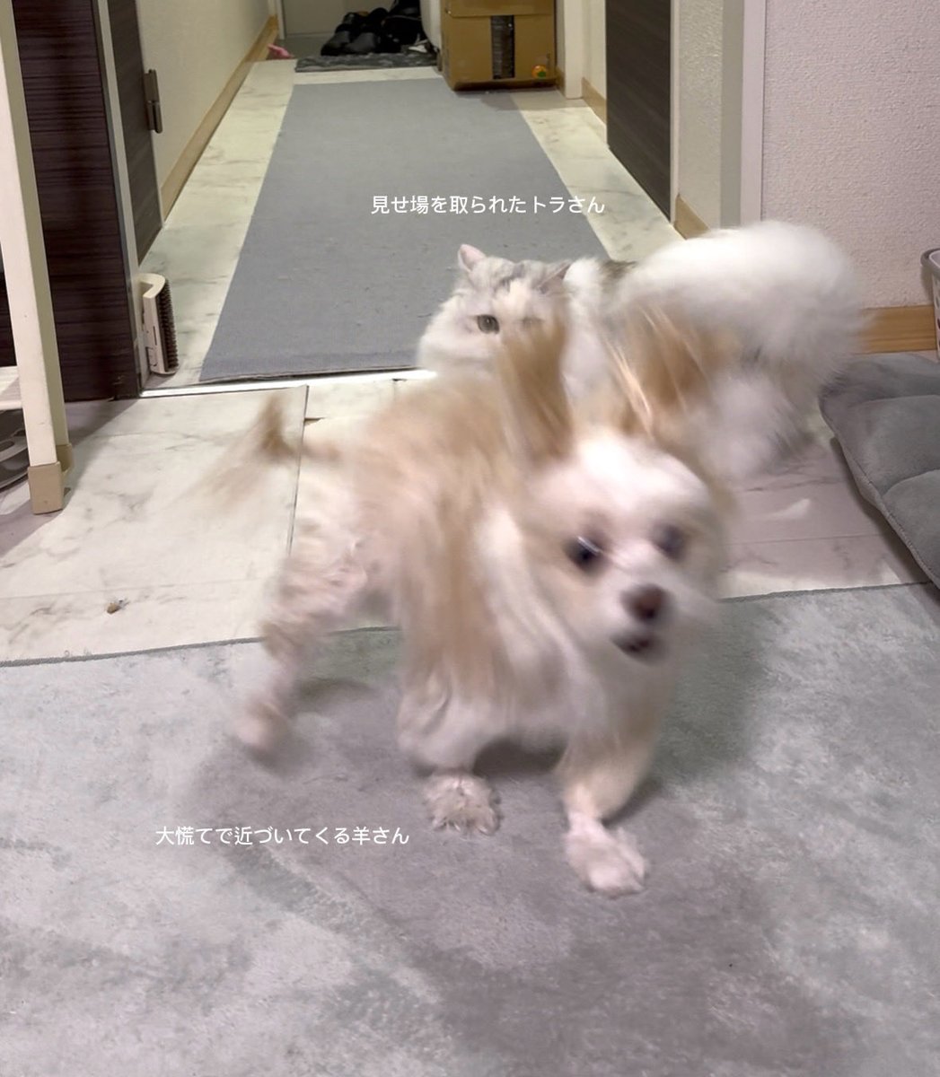 羊さんとトラさん tweet media